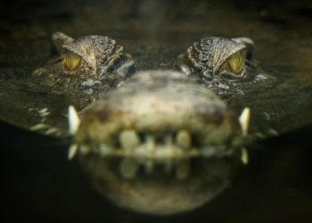 Buaya yang Sering Serang Warga Diburu di Polewali Mandar