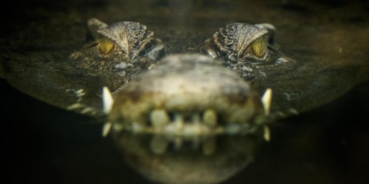 Buaya yang Sering Serang Warga Diburu di Polewali Mandar