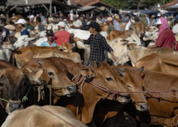 Banjir di Desa Krajan Banjarnegara, Potong 52 Sapi dan 339 Kambing
