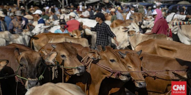 Banjir di Desa Krajan Banjarnegara, Potong 52 Sapi dan 339 Kambing