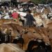 Banjir di Desa Krajan Banjarnegara, Potong 52 Sapi dan 339 Kambing