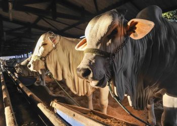 Hewan Kurban Terinfeksi Cacing Hati di Bantul Masih Layak Dikonsumsi