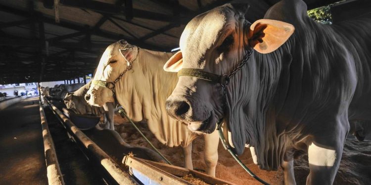 Hewan Kurban Terinfeksi Cacing Hati di Bantul Masih Layak Dikonsumsi