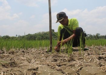 Enam Kabupaten di Jawa Timur Menetapkan Status Darurat Kekeringan