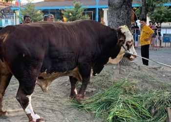 Prabowo Sumbangkan Sapi Kurban 1,08 Ton di Masjid Agung Surakarta