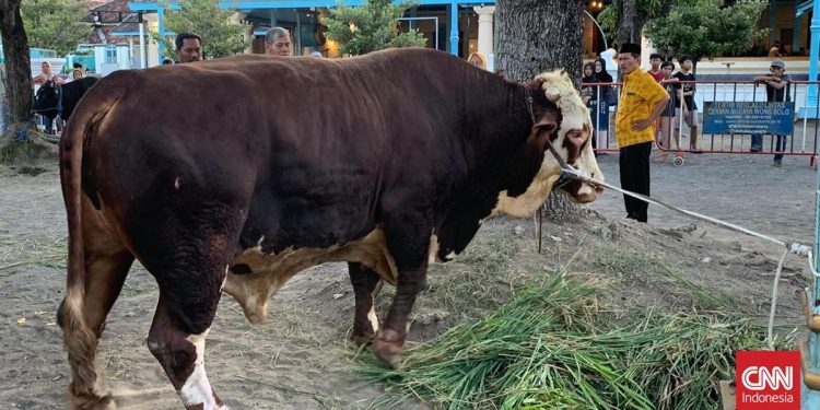 Prabowo Sumbangkan Sapi Kurban 1,08 Ton di Masjid Agung Surakarta