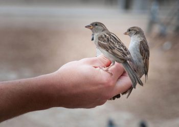 Karantina Lampung Cegah Penyelundupan 172 Burung Ilegal
