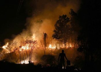 Hutan Seluas 182,54 Ha di Sumsel Terbakar pada Januari hingga April 2026