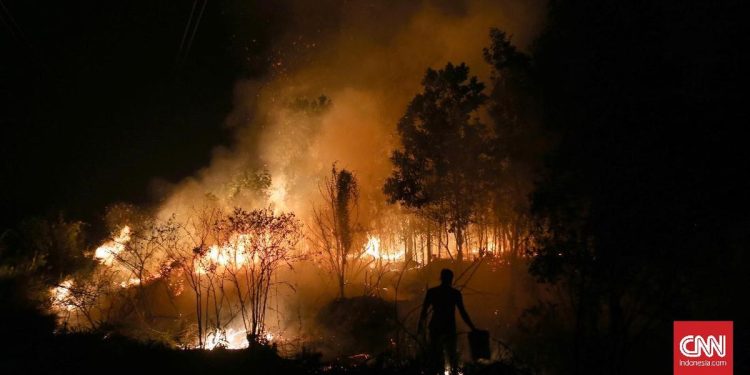 Hutan Seluas 182,54 Ha di Sumsel Terbakar pada Januari hingga April 2026