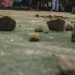 Polisi Lampung Dilempari Batu saat Menangkap DPO Begal di Acara Pernikahan