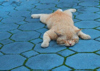 Pria di Semarang Ditangkap Polisi Karena Buang Kucing di Jembatan