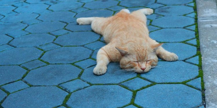 Pria di Semarang Ditangkap Polisi Karena Buang Kucing di Jembatan