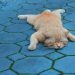 Pria di Semarang Ditangkap Polisi Karena Buang Kucing di Jembatan