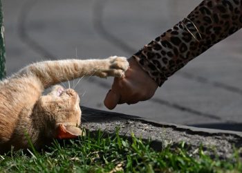 Perempuan di Jembrana Tewas Diduga Rabies Usai Digigit Kucing