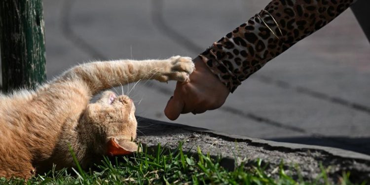 Perempuan di Jembrana Tewas Diduga Rabies Usai Digigit Kucing