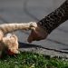 Perempuan di Jembrana Tewas Diduga Rabies Usai Digigit Kucing