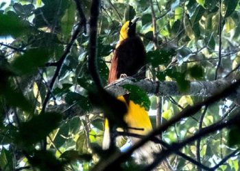 Burung Dilindungi di Papua Ditemukan Dijual di Media Sosial Satu Orang Ditangkap