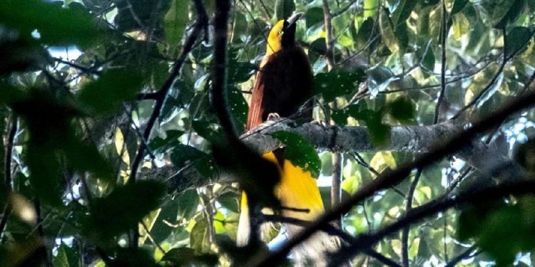 Burung Dilindungi di Papua Ditemukan Dijual di Media Sosial Satu Orang Ditangkap