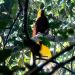 Burung Dilindungi di Papua Ditemukan Dijual di Media Sosial Satu Orang Ditangkap