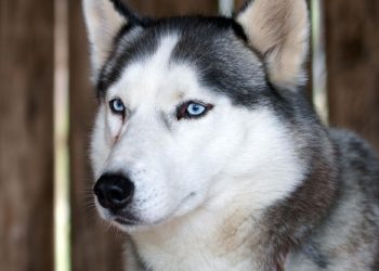 Viral Anjing Husky Dibacok di Bekasi, Unit K9 Polisi Diterjunkan