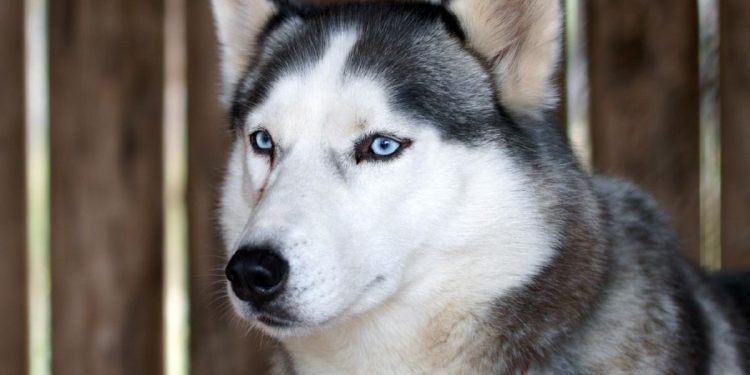Viral Anjing Husky Dibacok di Bekasi, Unit K9 Polisi Diterjunkan