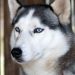 Viral Anjing Husky Dibacok di Bekasi, Unit K9 Polisi Diterjunkan