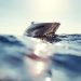 Speedboat Hilang di Gorontalo Ditemukan, 11 WNA Selamat