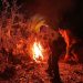 Kebakaran di Tahura R Soerjo Mojokerto