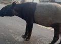Tapir Muncul di Jalinsum Lampung Memikat Perhatian Warganet