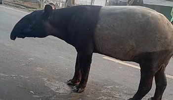 Tapir Muncul di Jalinsum Lampung Memikat Perhatian Warganet