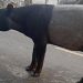 Tapir Muncul di Jalinsum Lampung Memikat Perhatian Warganet