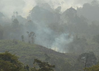 Polisi Amankan Pria di Berau Kaltim karena Membakar Lahan untuk Kebun Sawit