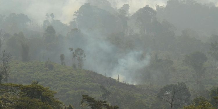 Polisi Amankan Pria di Berau Kaltim karena Membakar Lahan untuk Kebun Sawit