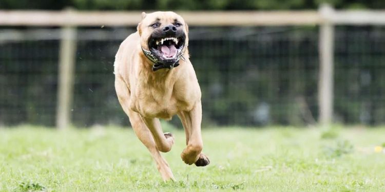 Anak SD di Bandung Terluka Parah akibat Digigit Pitbull di Kepala dan Telinga
