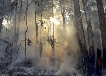 Papua Tengah Bentuk Satgas Karhutla Tanggapi Temuan Ratusan Titik Panas
