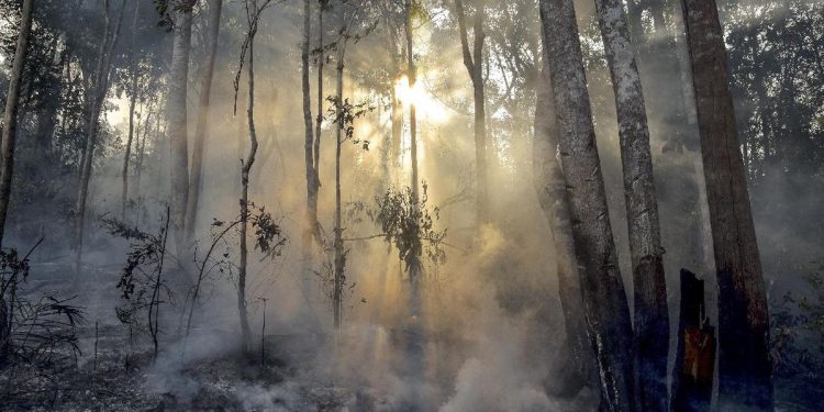 Papua Tengah Bentuk Satgas Karhutla Tanggapi Temuan Ratusan Titik Panas
