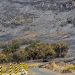 Savana Gunung Bromo Terbakar Hingga Menghitam