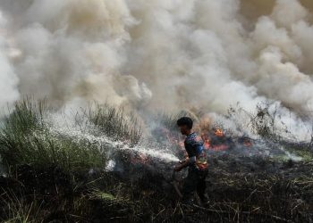 Kesaksian Aktivis Mengenai Cikal Karhutla Diduga Akibat Pembukaan Lahan