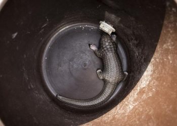 Sisik Trenggiling dan Paruh Rangkong di Padang Jadi Tersangka