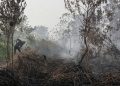 Kebakaran Lahan di Kulon Progo, Api Terjadi di Bendungan Kamijoro