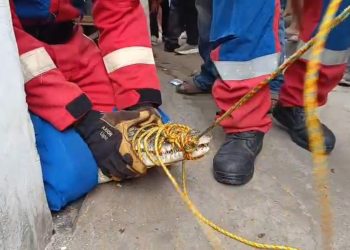 Buaya Muara Lampung Dievakuasi Setelah Dirawat Tiga Tahun, Pemilik Menangis Histeris