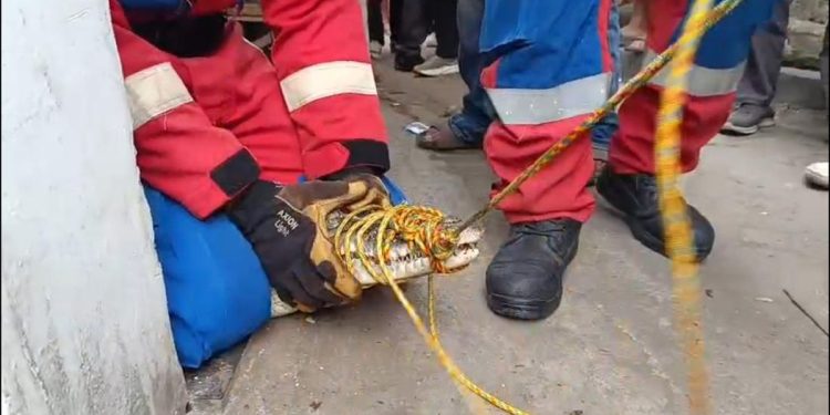 Buaya Muara Lampung Dievakuasi Setelah Dirawat Tiga Tahun, Pemilik Menangis Histeris
