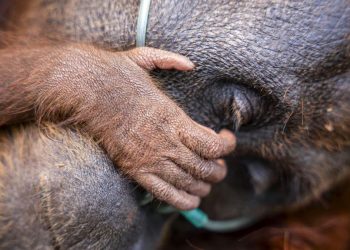 Induk Orang Utan dan Trenggiling Dievakuasi dari Kebakaran Hutan di Kotim