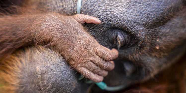 Induk Orang Utan dan Trenggiling Dievakuasi dari Kebakaran Hutan di Kotim