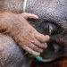 Induk Orang Utan dan Trenggiling Dievakuasi dari Kebakaran Hutan di Kotim