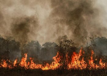 1.566 Hektare Lahan Terbakar di Kalimantan Menurut BNPB