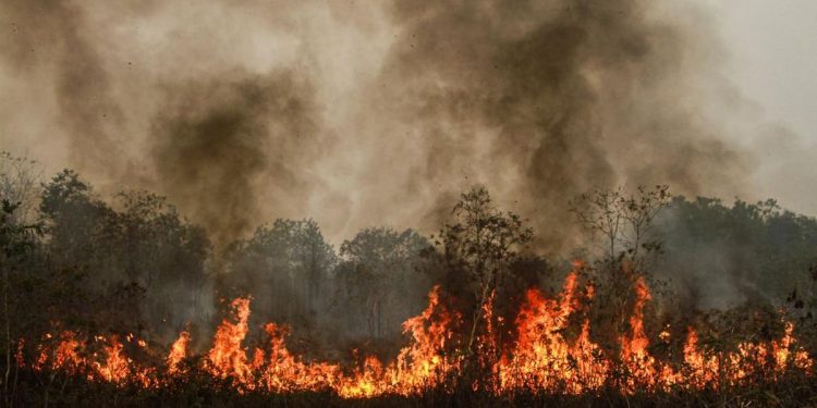 1.566 Hektare Lahan Terbakar di Kalimantan Menurut BNPB