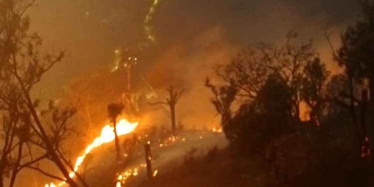 Polri Tetapkan 245 Tersangka Karhutla dengan Lahan Terbakar 5.859 Hektare
