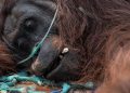 46 Orangutan Terselamatkan dari Kebakaran Hutan di Kalimantan Barat