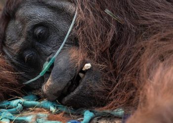 46 Orangutan Terselamatkan dari Kebakaran Hutan di Kalimantan Barat